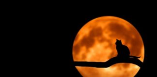 Jakie zabawy można zrobić na Halloween? Jakie zabawy można zrobić na Halloween?