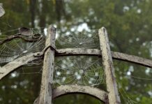 Z czego można zrobić pajęczynę na Halloween? Z czego można zrobić pajęczynę na Halloween?