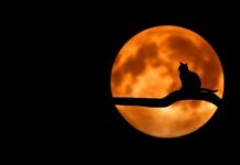Jak zrobić dekoracje na Halloween duchy? Jak zrobić dekoracje na Halloween duchy?